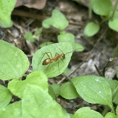 Camponotus festinatus