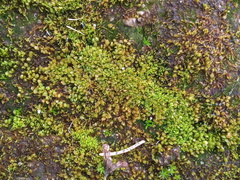 Solenostoma gracillimum