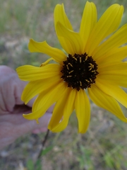 Helianthus pauciflorus