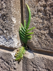 Pteris vittata