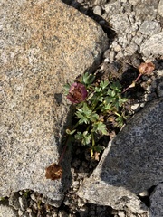 Ranunculus glacialis