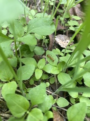 Camponotus festinatus