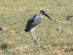 Leptoptilos crumenifer