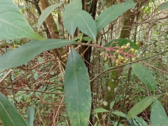 Palicourea padifolia