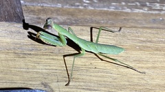 Polyspilota aeruginosa