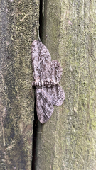 Anavitrinella pampinaria