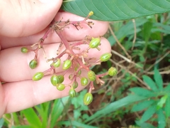 Palicourea padifolia