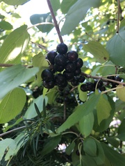 Rhamnus