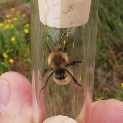 Bombus humilis