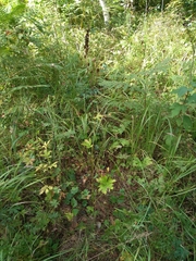 Aconitum lasiostomum
