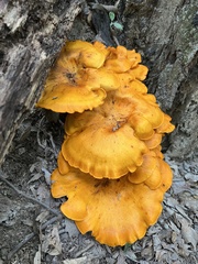 Omphalotus