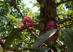 Syzygium malaccense