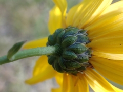 Helianthus pauciflorus