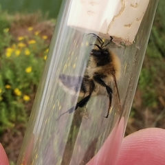 Bombus humilis
