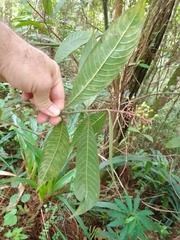 Palicourea padifolia