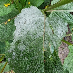 Golovinomyces verbasci