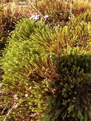 Polytrichum strictum