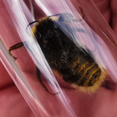 Bombus humilis