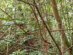 Palicourea padifolia