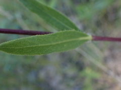 Helianthus pauciflorus