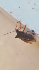 Pinthaeus sanguinipes