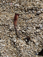 Styela montereyensis