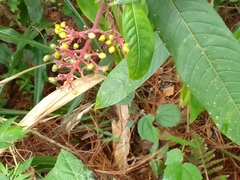 Palicourea padifolia