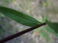 Helianthus pauciflorus