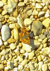 Apatura ilia