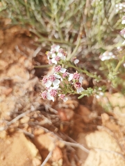 Eriocephalus brevifolius