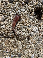 Styela montereyensis