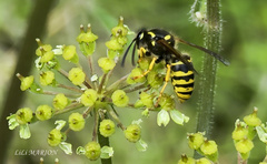 Dolichovespula saxonica