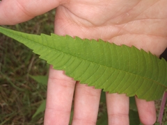 Stigmella intermedia