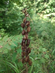 Aconitum lasiostomum