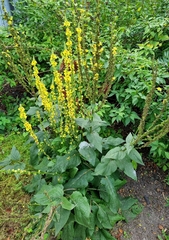 Golovinomyces verbasci