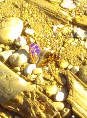 Apatura ilia