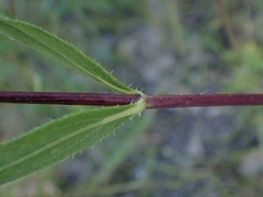 Helianthus pauciflorus