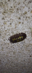 Armadillidium granulatum