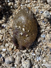 Aplidium californicum