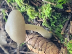Entoloma strictius