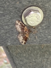 Xanthorhoe ferrugata