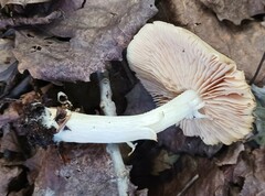 Entoloma strictius