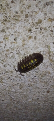 Armadillidium granulatum