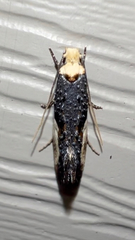 Monopis longella