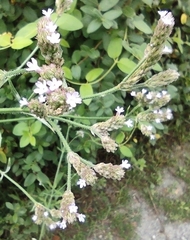 Verbena