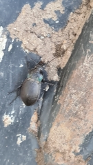 Carabus nemoralis