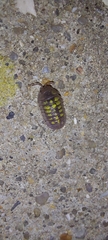 Armadillidium granulatum