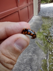 Phengodes laticollis