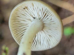 Entoloma strictius