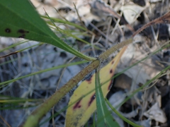 Helianthus pauciflorus